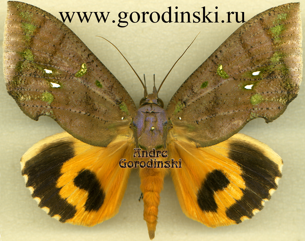 http://www.gorodinski.ru/catocala/Eudocima discrepans female.jpg